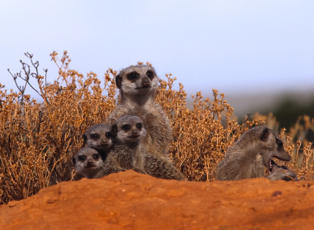 Meerkat, observability, dedupe repositories